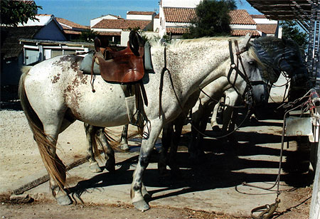 Ranch aux Saintes-Maries-la-Mer