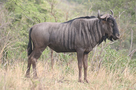 Gnou