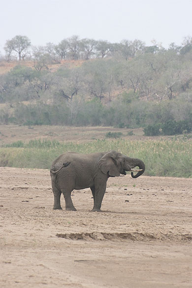 El�phant dans un oued