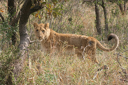 Lionne ag�e