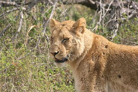 Portrait de lionne