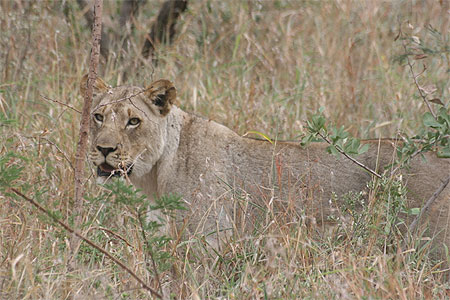Belle lionne