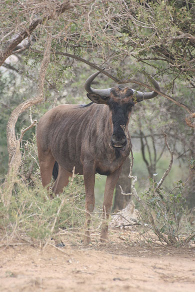 Gnou en Afrique du Sud