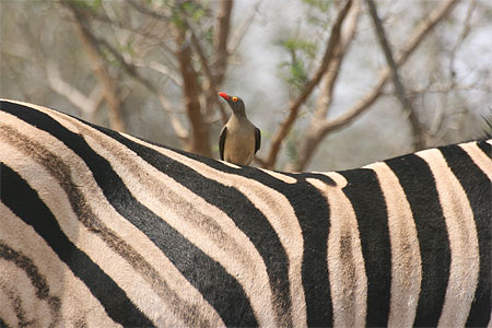 Oiseau pique-boeufs