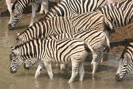 Pattes dans l'eau