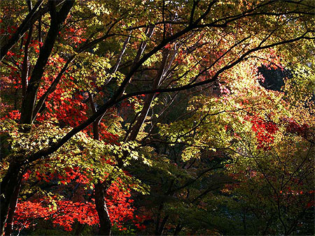 Momiji, l'automne � Kyoto