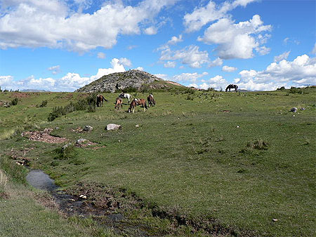 Paysage bucolique