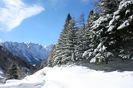 Neige des Alpes