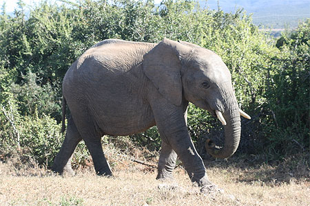 Jeune �l�phant 