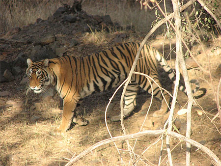 Tigre de Ranthambore
