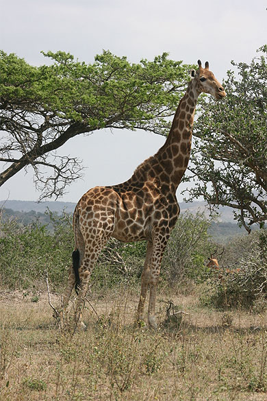 Girafe