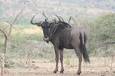 Gnou