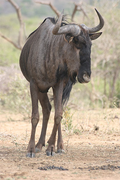 Gnou de Hluhluwe-Umfolozi
