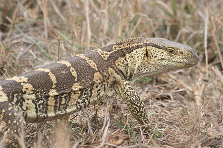 Varan
