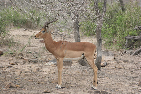 Impala