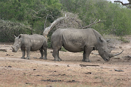 Rhinoc�ros blanc