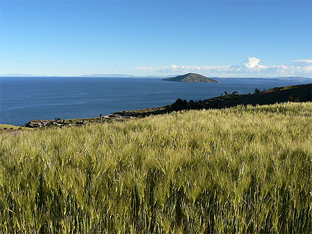 Champ de bl� sur fond de Titicaca