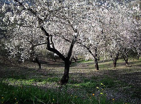Amandiers en fleurs � Arenas