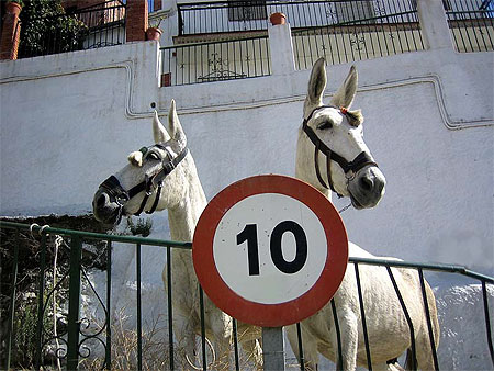 F�tes de Mules