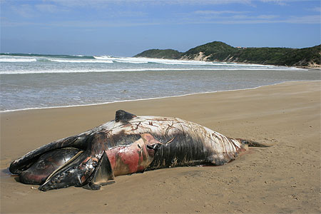 Baleine �chou�e