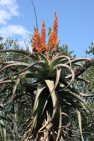 Aloe Ferox