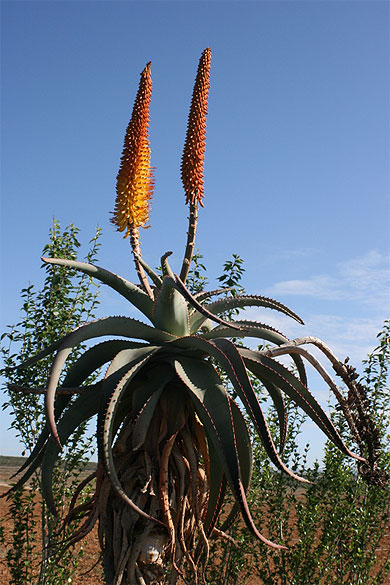 Aloe Ferox
