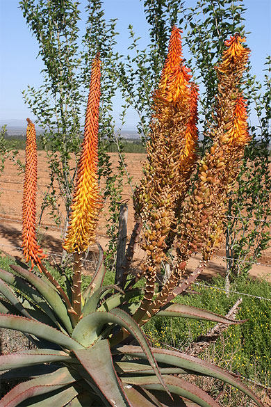 Aloe Ferox