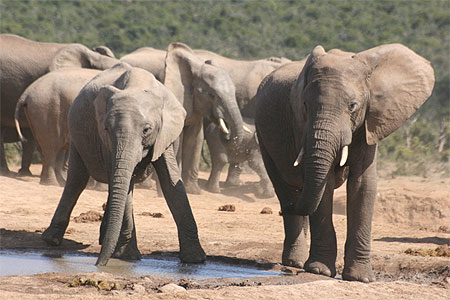Deux jeunes �l�phants