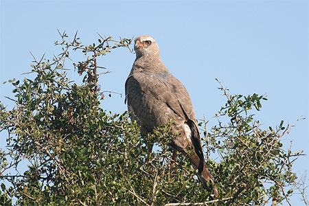 Aigle