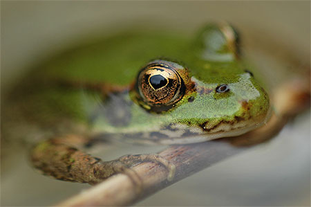Grenouille