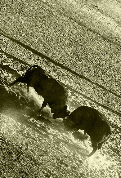 Seule  dans l'ar�ne