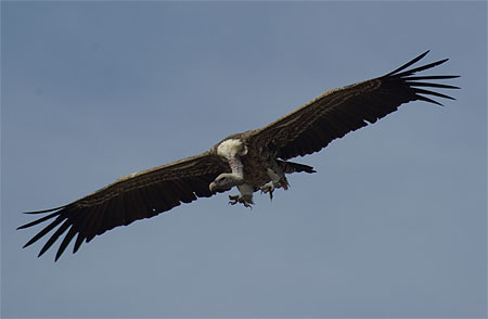 Le vol du vautour