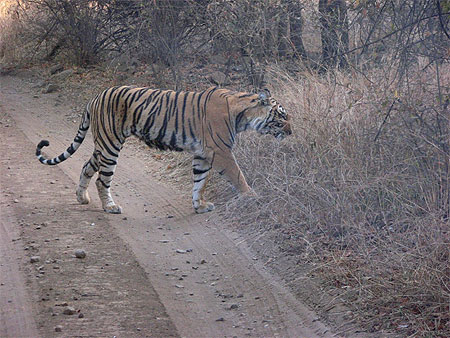 Tigre � Ranthambore