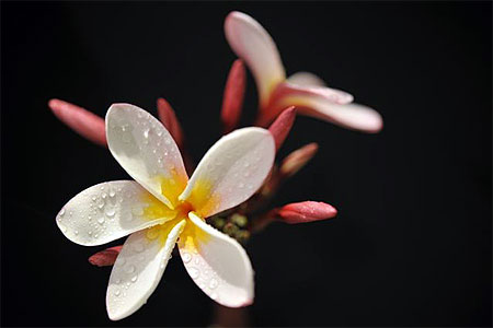 Fleurs des milles pens�es...