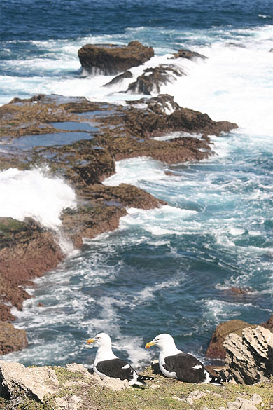 Deux go�lands du Cap