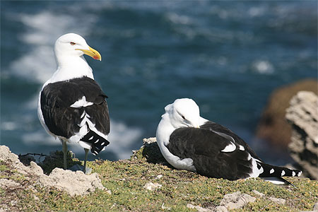 Couple de Go�land 