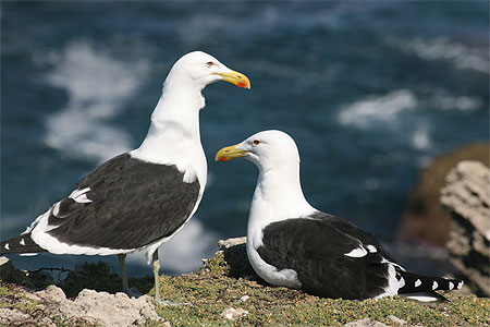 Go�lands du Cap