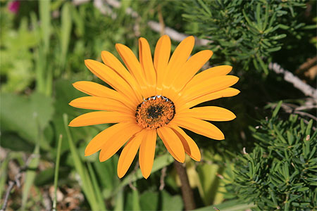 Fleur