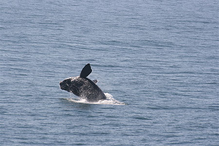 Baleine qui saute