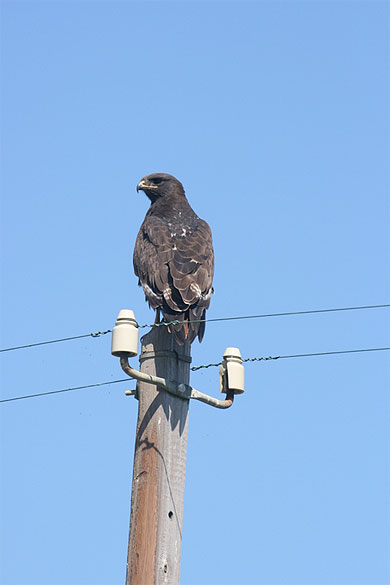 Aigle 