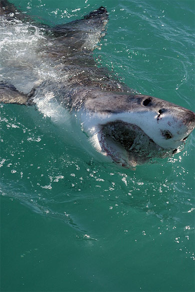 Jaws