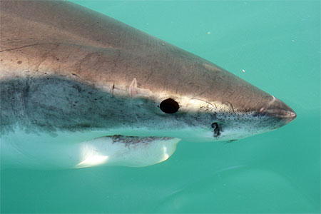 T�te de requin