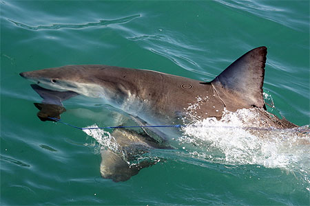 Requin blanc