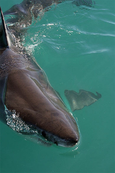 Grand requin blanc