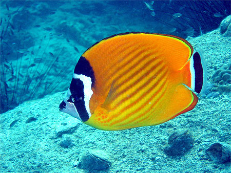 Blackcap butterflyfish