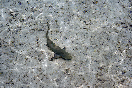 B�b� requin gris