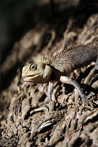 Petit iguane