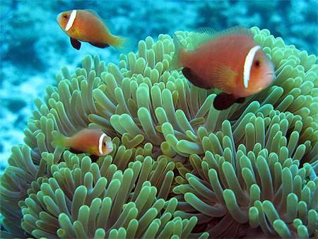 Famille de poissons clowns