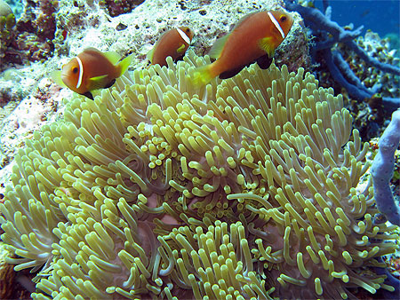Poissons clowns
