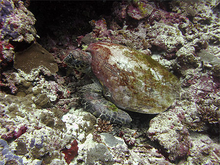 Tortue verte